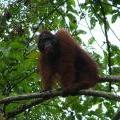 Orangutan Nature Lodge Kinabatangan